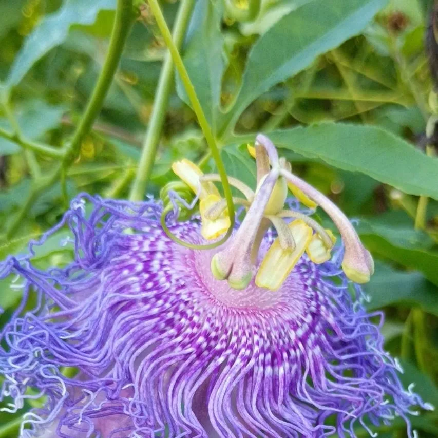 chat with ai character: Greek goddess/gods