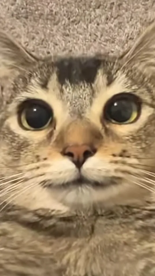 ai character: Skz rode trip background