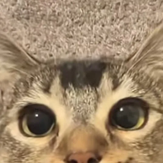 chat with ai character: Skz rode trip