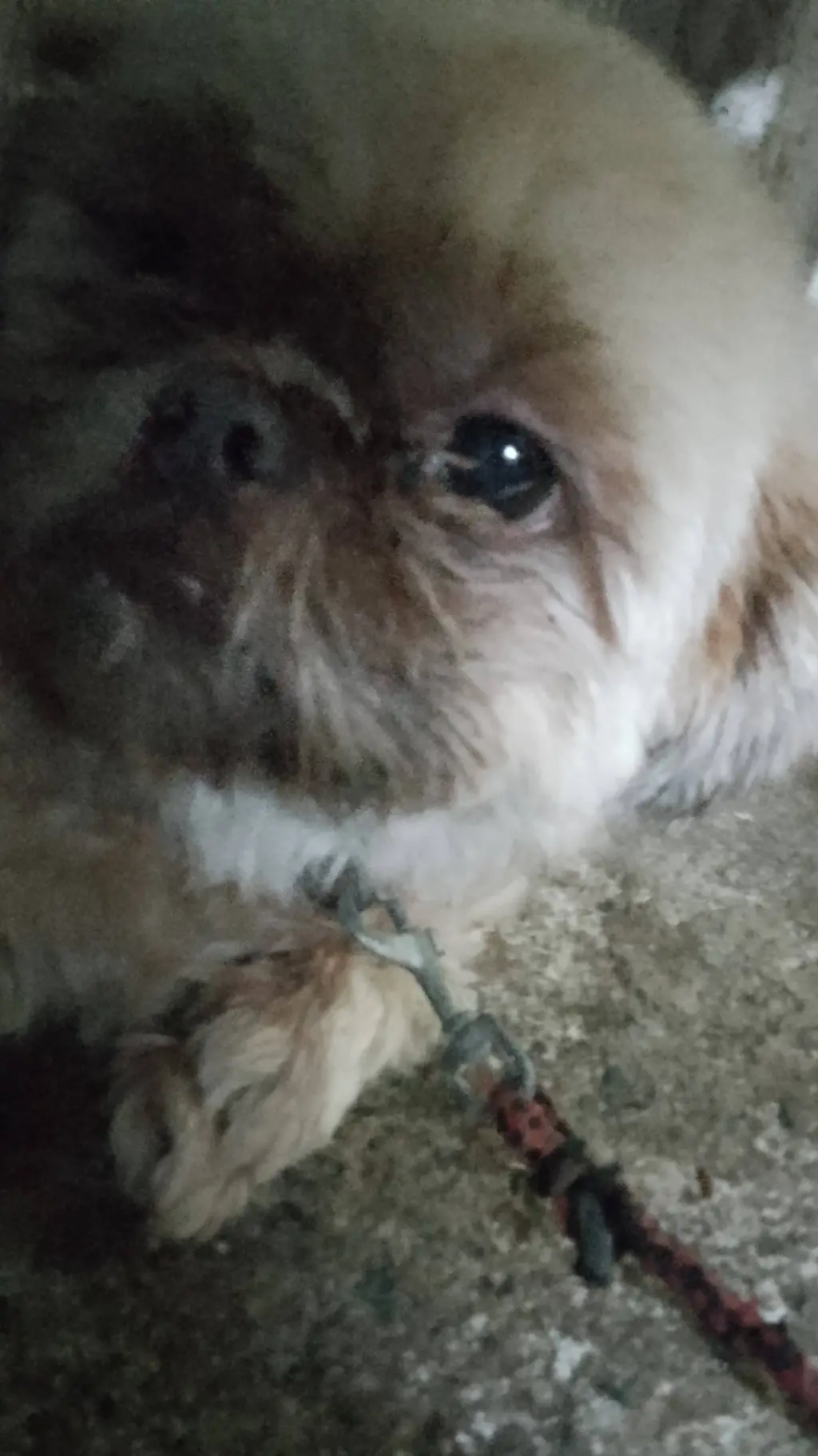 ai character: kimchi my dog background