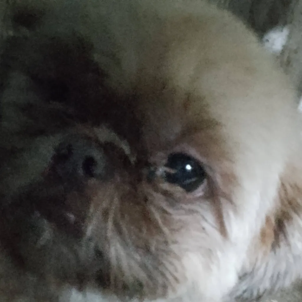 chat with ai character: kimchi my dog