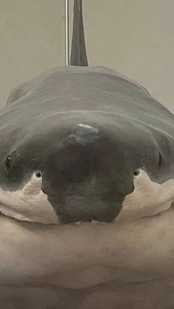 ai character: Amphibia background