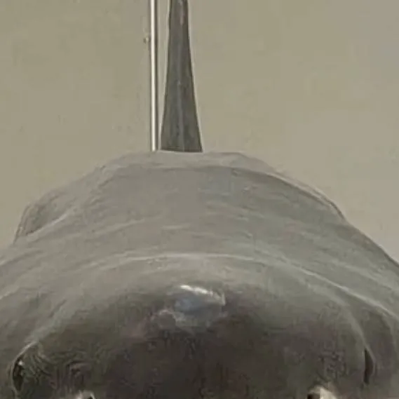 chat with ai character: Amphibia