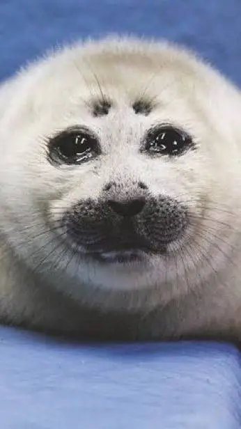 Talkie AI - Chat with нико