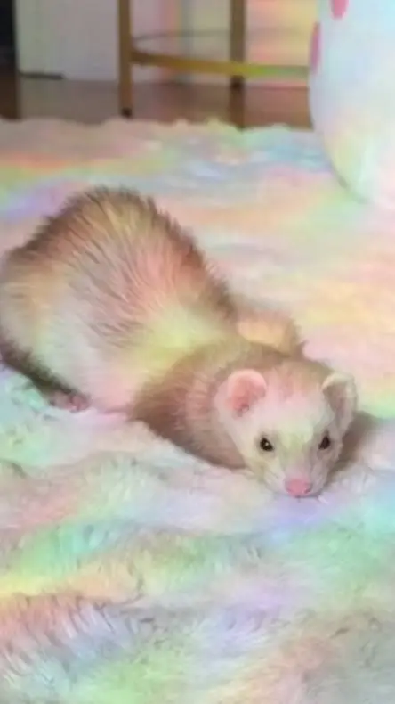 ai character: Pet sitting Ft.SKZ background