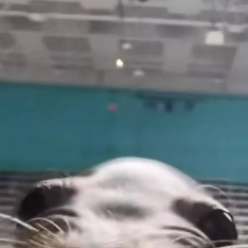 chat with ai character: mha x loz