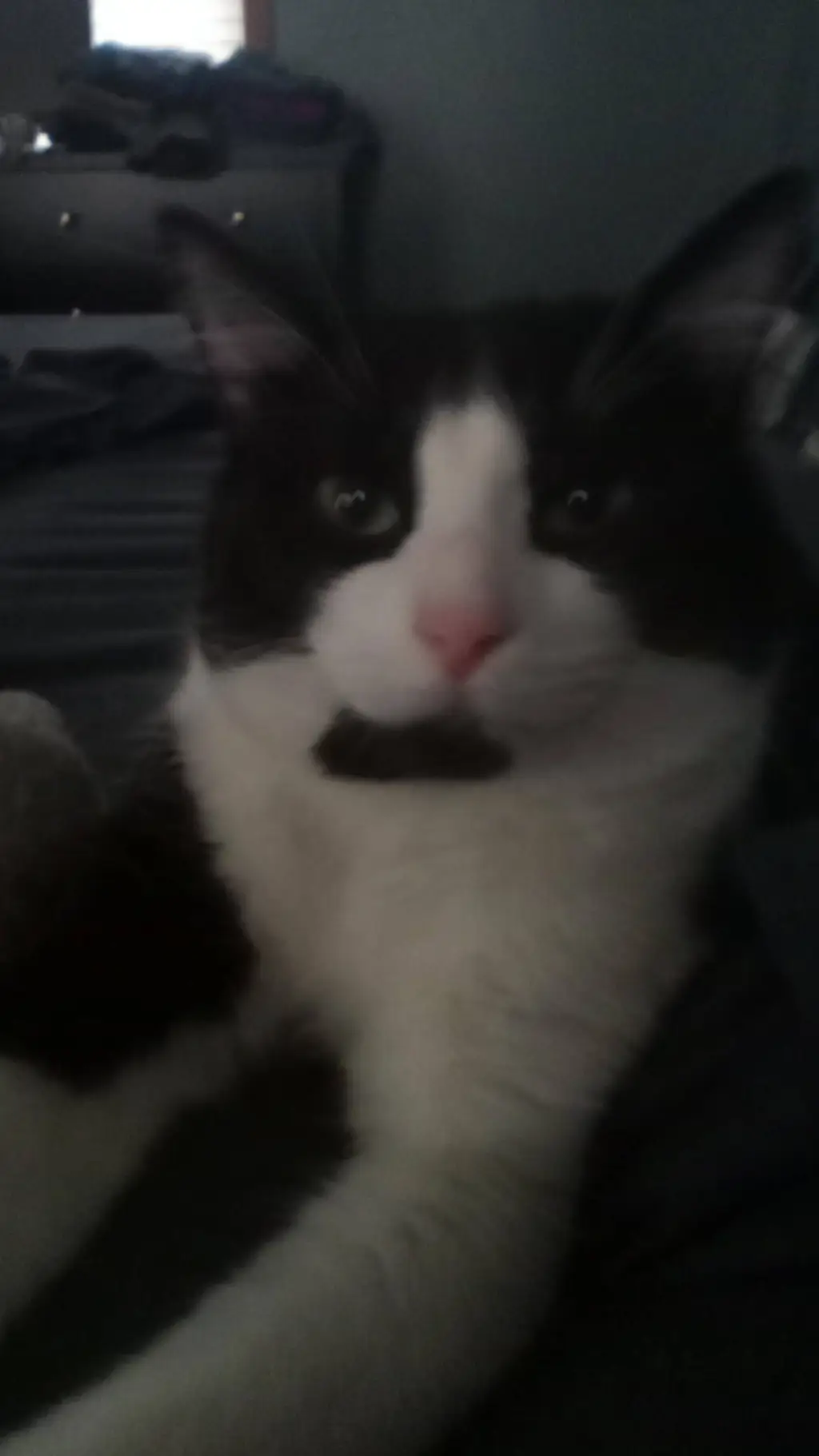 ai character: my cat! background
