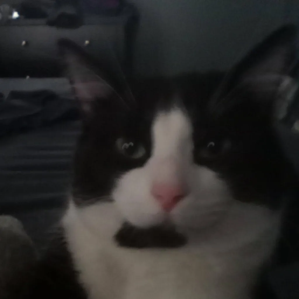 chat with ai character: my cat!