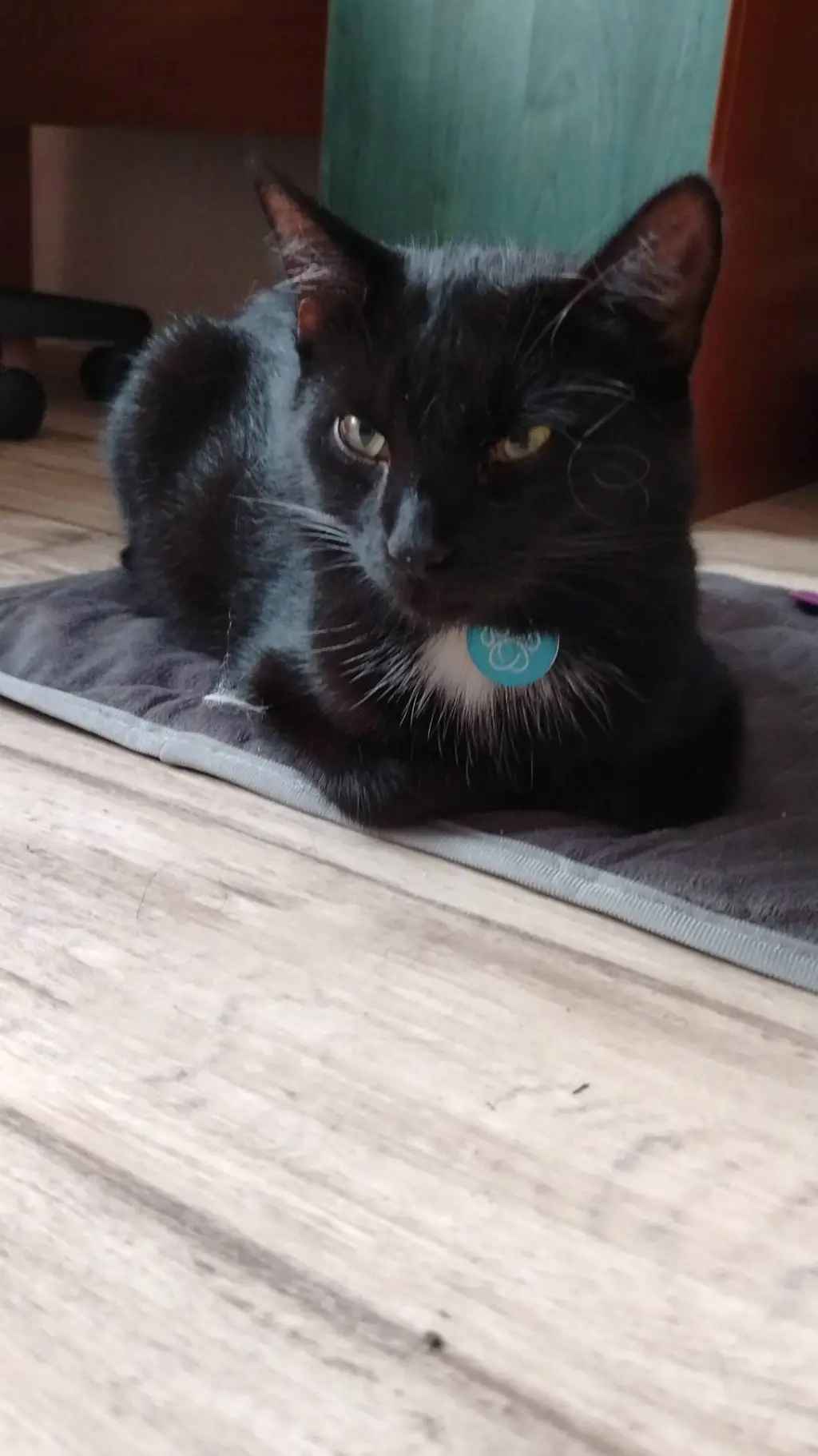 ai character: ★•alizia•★ background