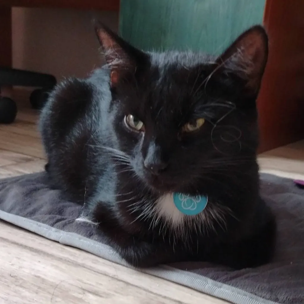 chat with ai character: ★•alizia•★