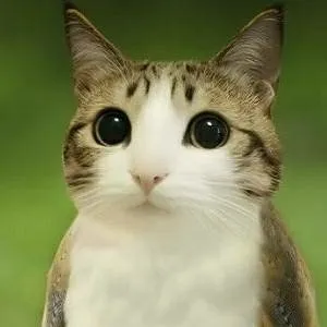 chat with ai character: meowl