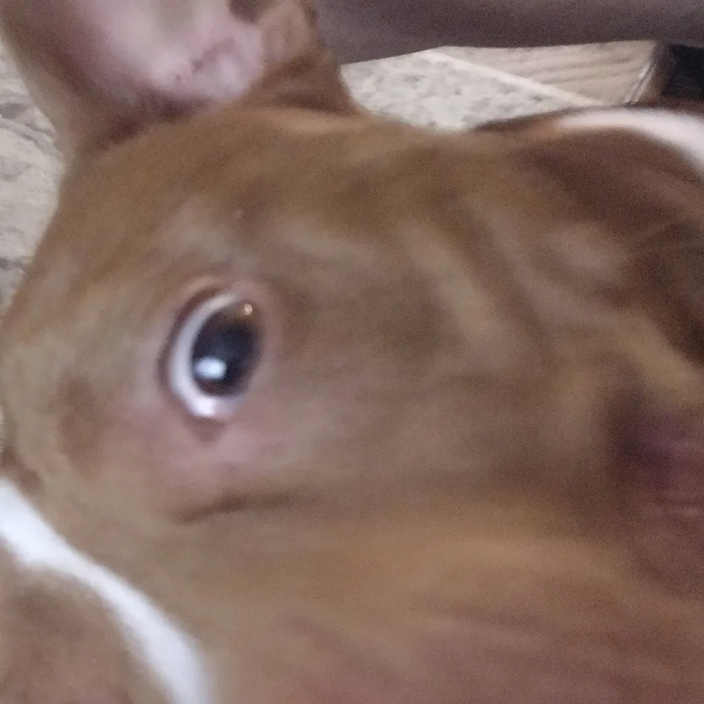 chat with ai character: Floki the Doggo