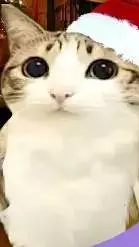 ai character: Meowl background