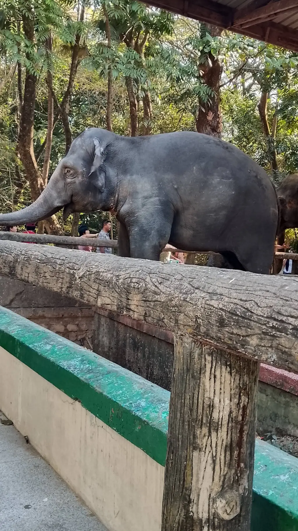 ai character: Elephant🐘 background