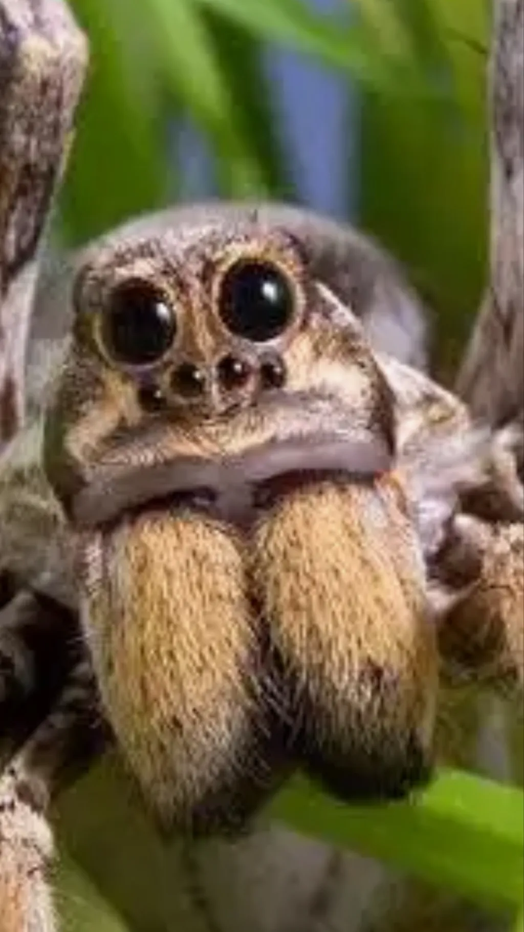 Talkie AI - Chat with The spider