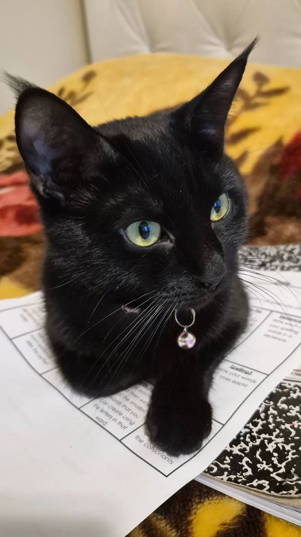 ai character: luna (CAT) background