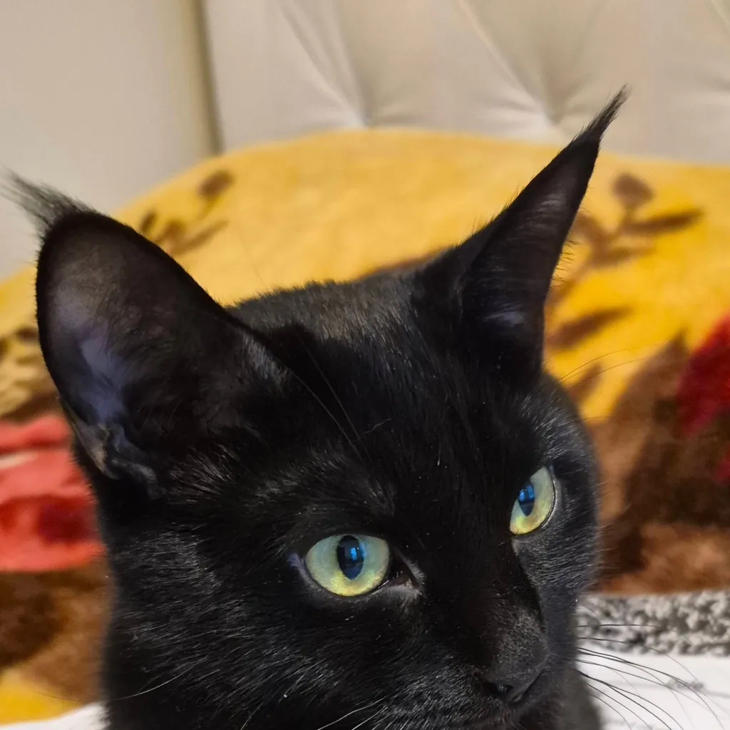 chat with ai character: luna (CAT)