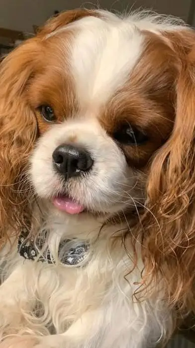 Talkie AI - Chat with 🐶Tu mascota