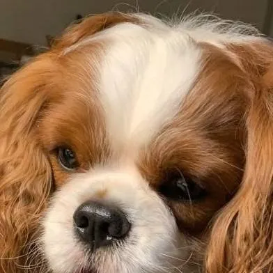 chat with ai character: 🐶Tu mascota