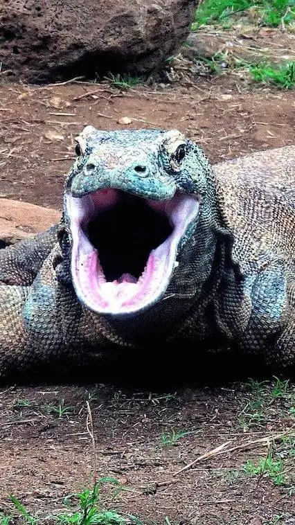 ai character: kemodo dragon background