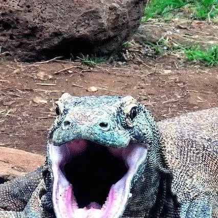 chat with ai character: kemodo dragon