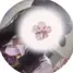 chat with ai character: Ying