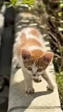ai character: kitty background