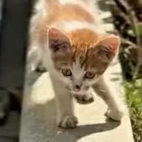chat with ai character: kitty