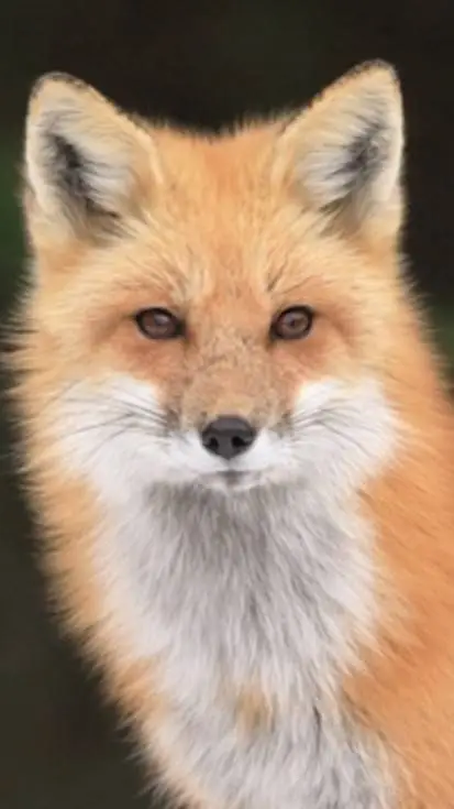 ai character: you are a fox background