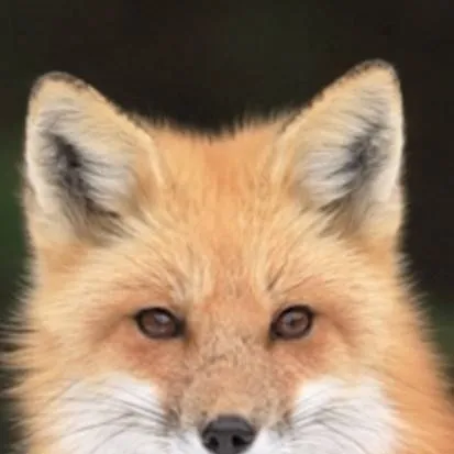 chat with ai character: you are a fox