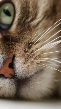 Talkie AI - Chat with gatinho fofo