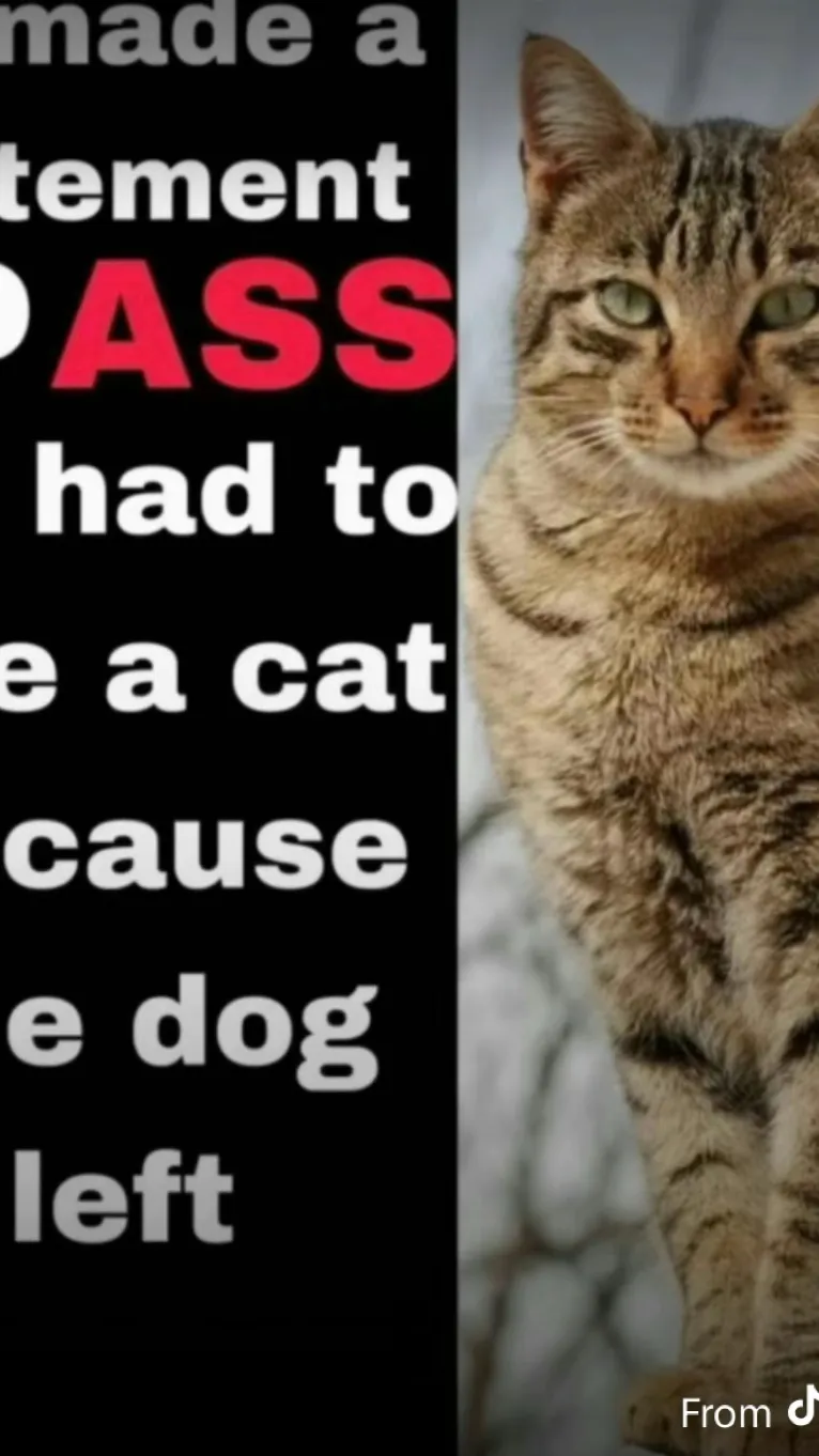 ai character: Cat background