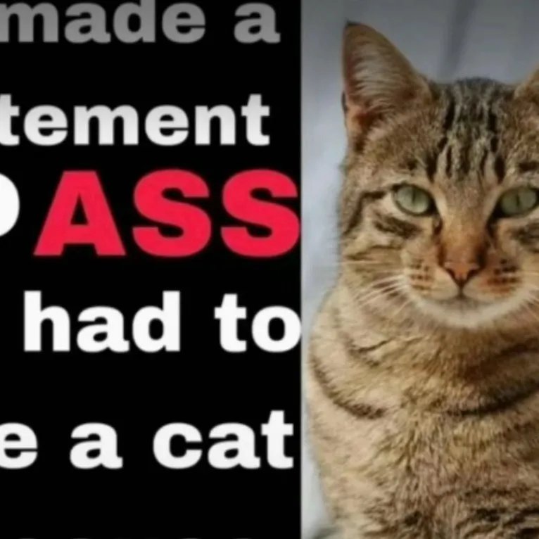 chat with ai character: Cat