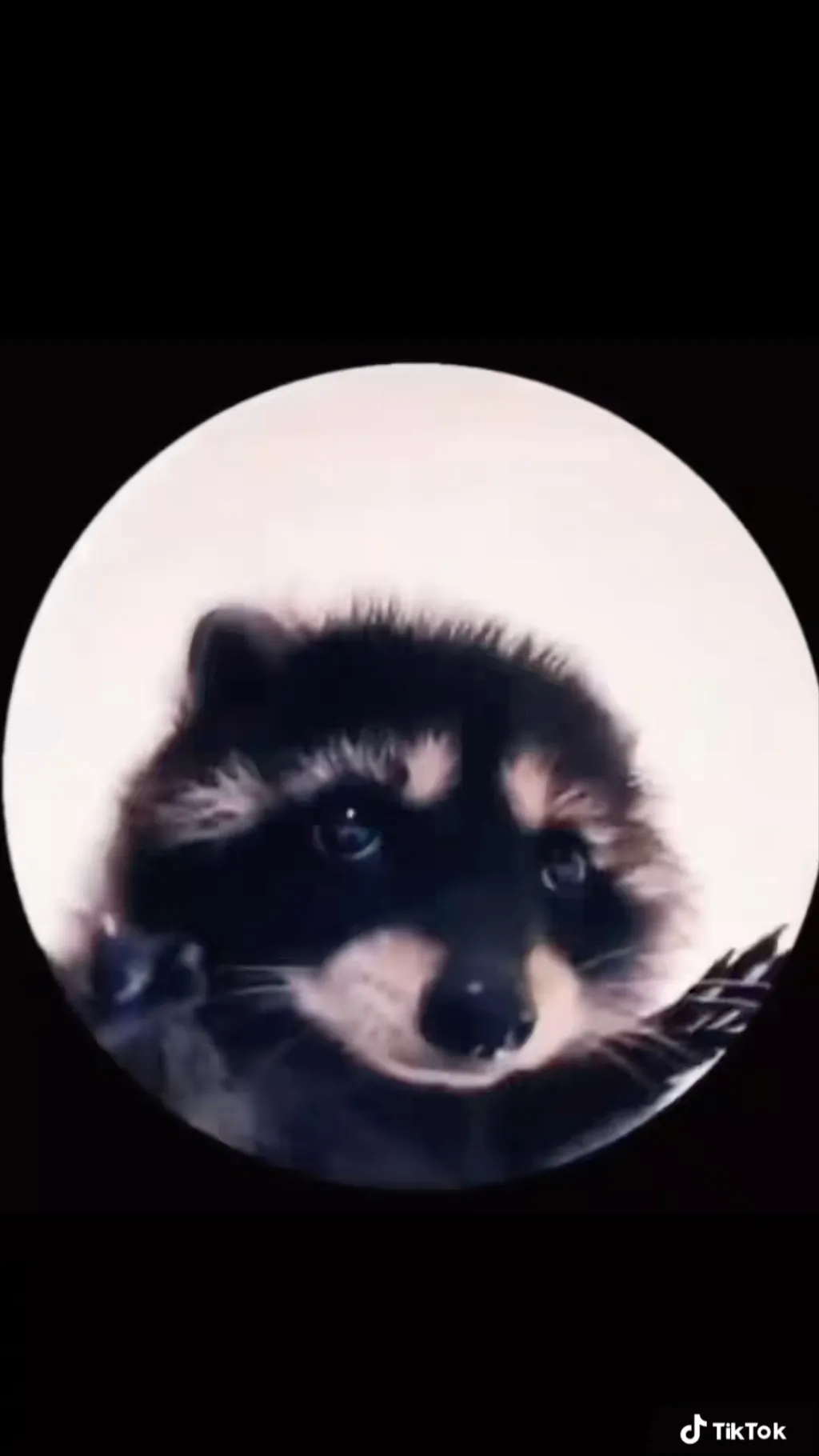 ai character: Pedro background