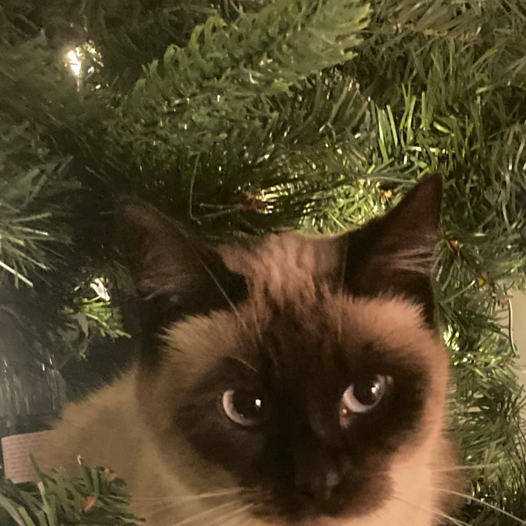 chat with ai character: ~📻human Al📻~