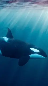 ai character:  orca calf  background
