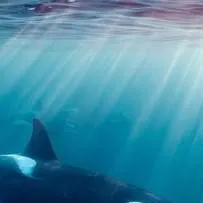 chat with ai character:  orca calf 