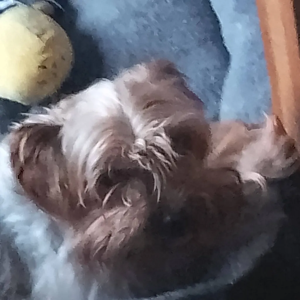 chat with ai character: Bølle