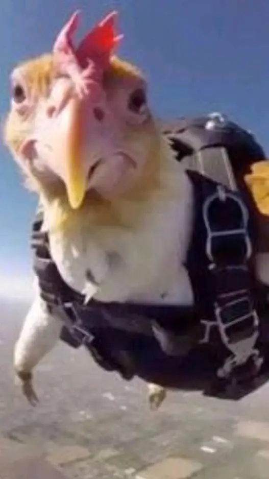 ai character: Pollo background