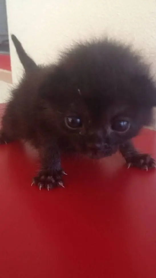 ai character:  ★^^ Bean ^^★ background