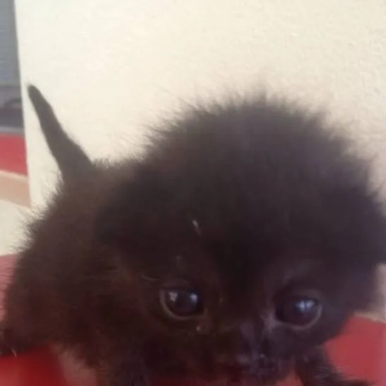 chat with ai character:  ★^^ Bean ^^★