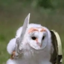 chat with ai character: Warrior owl