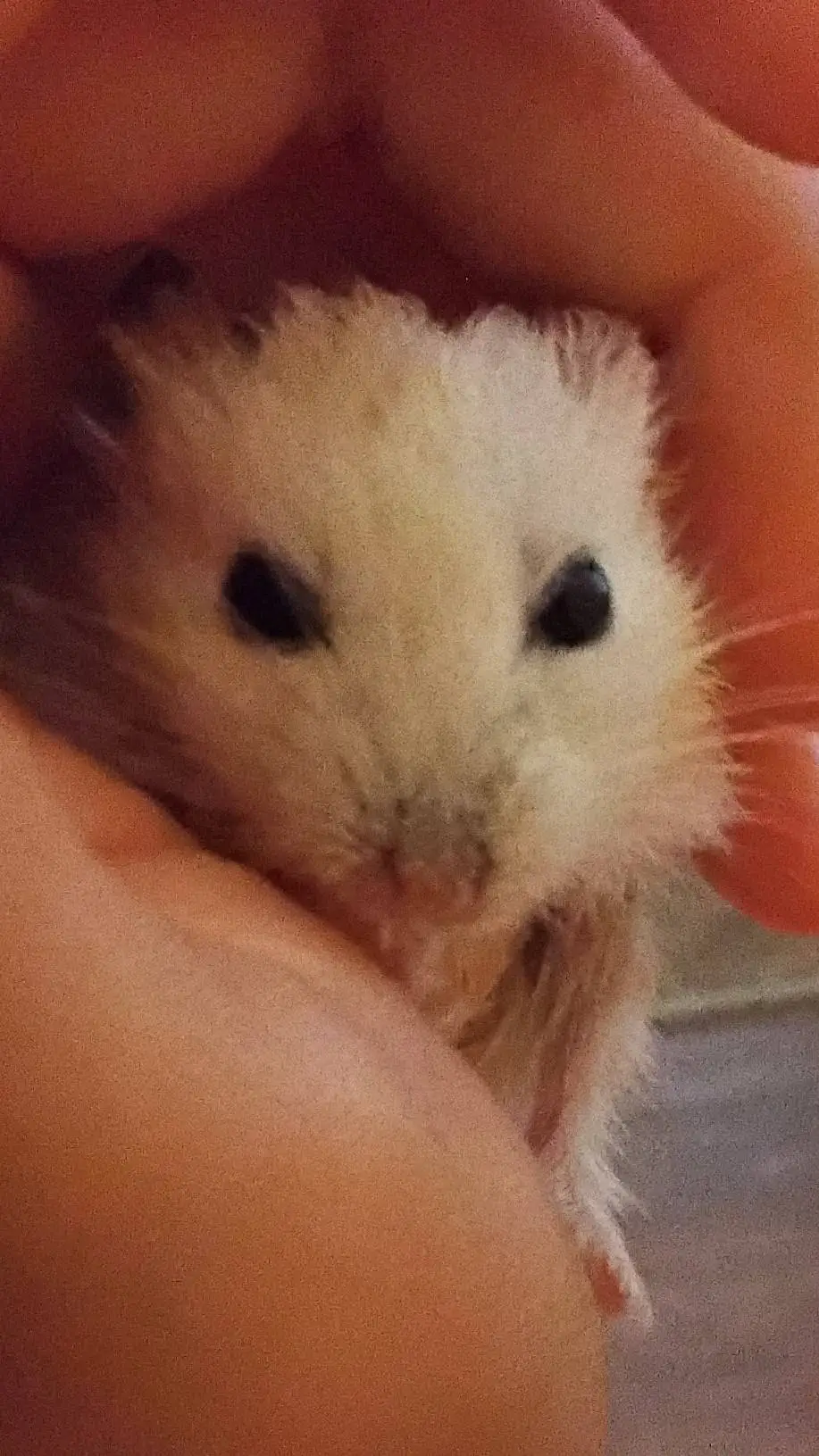 ai character: SnowBall background