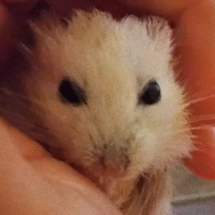 chat with ai character: SnowBall