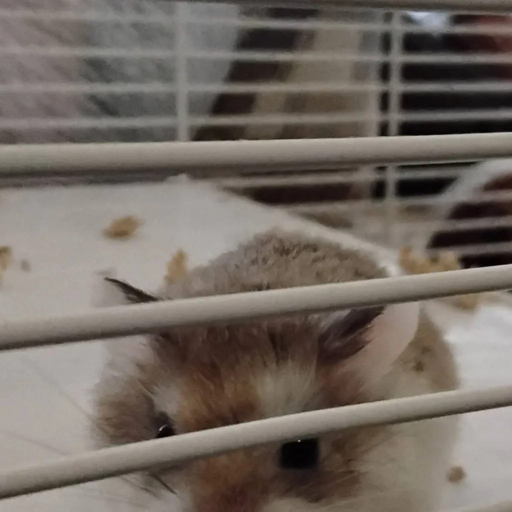 chat with ai character: BBQ