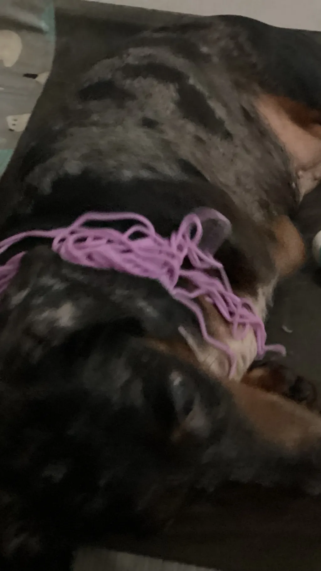 Talkie AI - Chat with Dandy world 