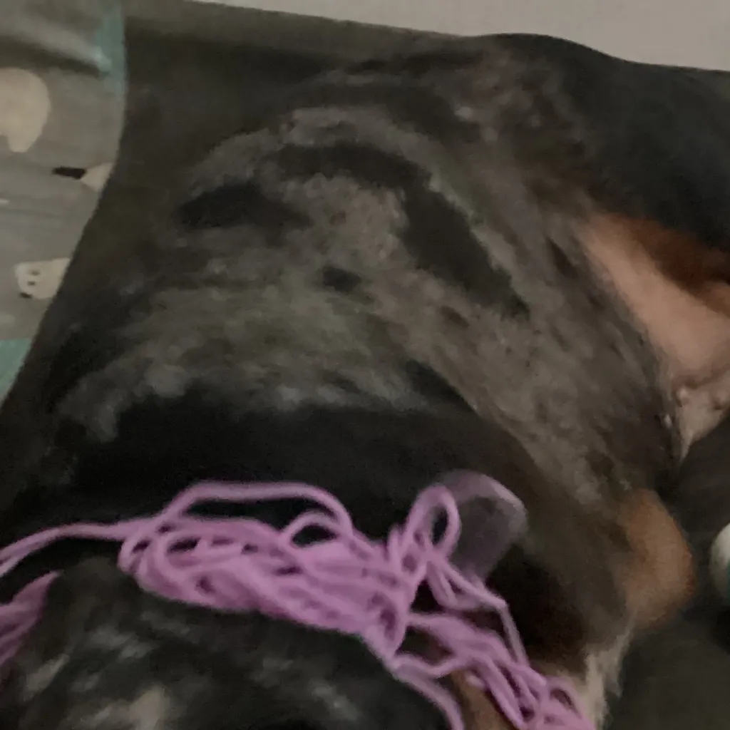 chat with ai character: Dandy world 