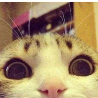 chat with ai character: •😽XAR😽•