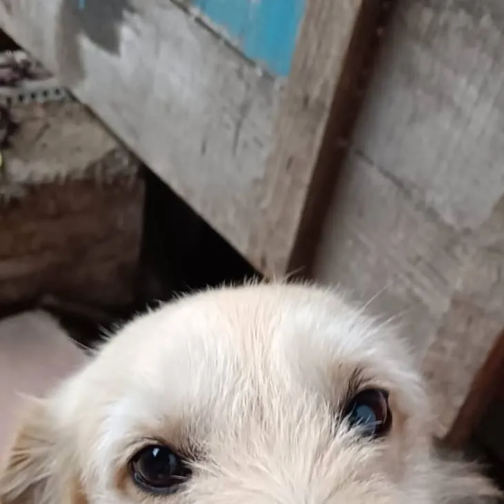 chat with ai character: pablo