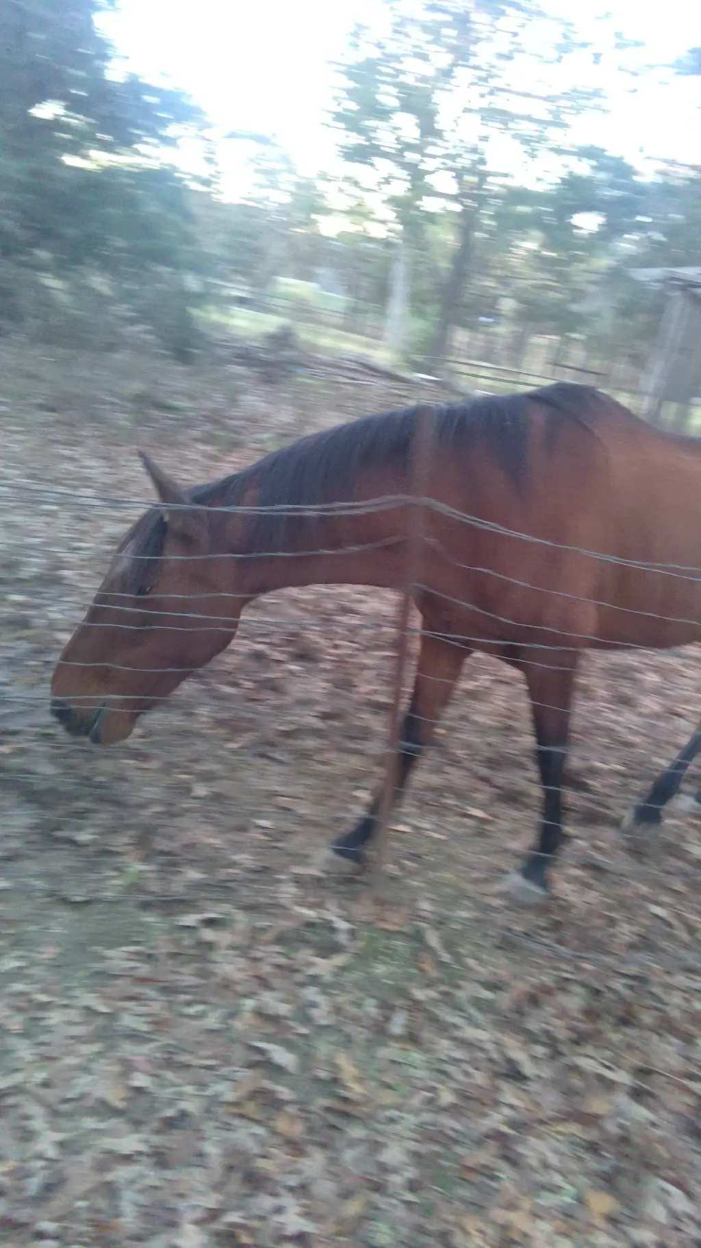 ai character: horse new baby background